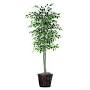 Ficus Tree Green Variegated In Pot 165cmx65cm